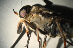 Tabanus sudeticus