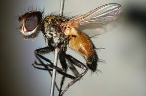 Tachinidae