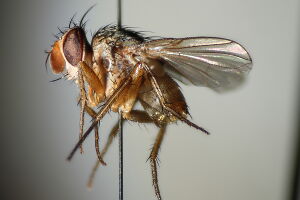 Aphantorhaphopsis samarensis