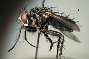 Athrycia