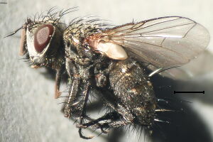 Brachicheta strigata