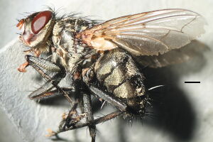 Estheria cristata