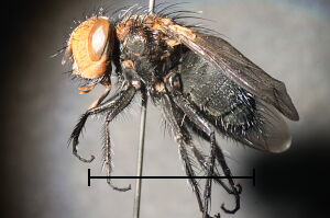 Gonia picea