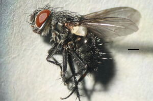 Huebneria affinis