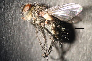 Lypha dubia