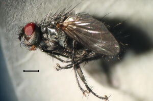 Macquartia tenebricosa