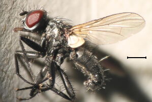 Phania funesta