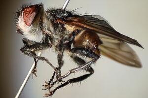 Phasia aurigera