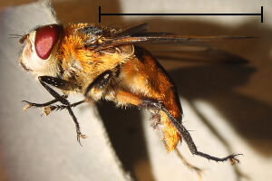 Phasia hemiptera