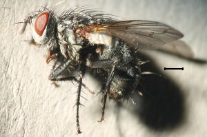 Phorocera obscura