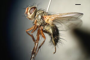 Phryno vetula