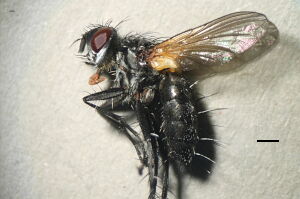 Phyllomya volvulus