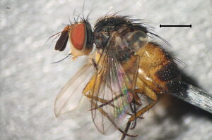 Siphona maculata