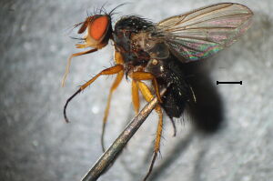 Siphona mesnili
