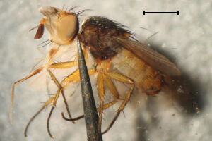 Siphona pauciseta