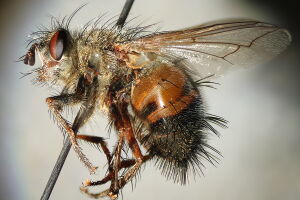Tachina lurida