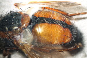 Tachina magnicornis