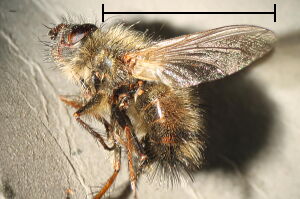 Tachina ursina