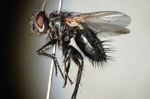 Voria ruralis