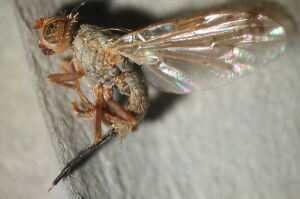 Acanthiophilus helianthi