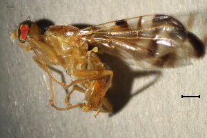 Acidia cognata