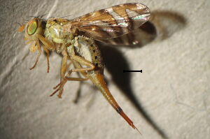 Chaetorellia jaceae