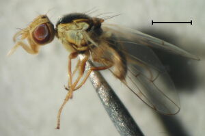 Ensina sonchi