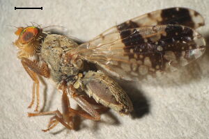 Tephritis bardanae