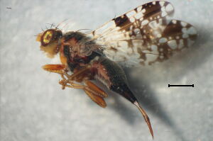 Tephritis dilacerata