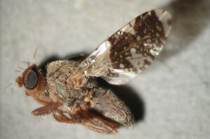 Tephritis formosa
