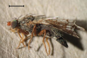 Tephritis heliophila