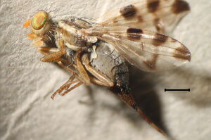 Terellia ruficauda