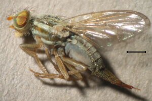 Terellia serratulae