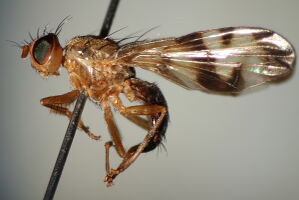 Trypeta immaculata