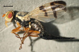 Urophora stylata