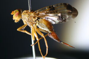 Xyphosia miliaria