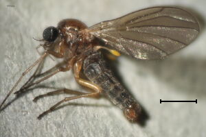 Thaumaleidae