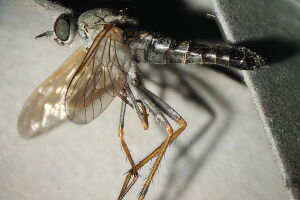 Cliorismia