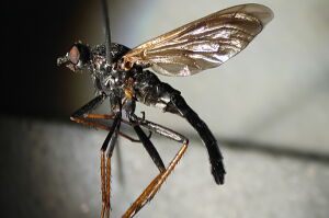 Pandivirilia
