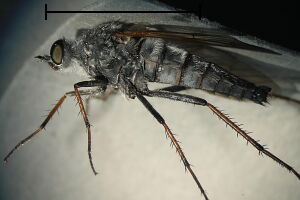 Pandivirilia melaleuca