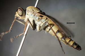 Thereva fulva