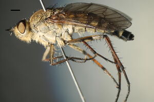 Thereva nobilitata