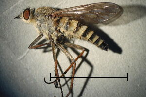 Thereva valida