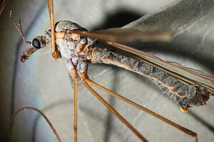 Tipulidae