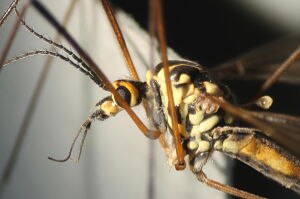 Nephrotoma appendiculata