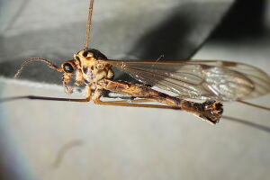 Nephrotoma guestfalica