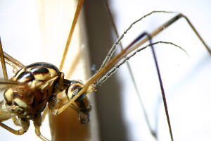 Nephrotoma lunulicornis