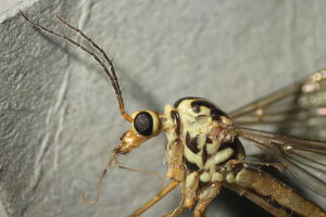 Nephrotoma quadrifaria
