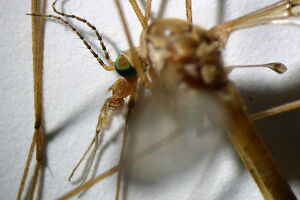 Tipula alpina