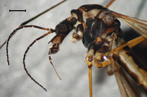 Tipula coerulescens
